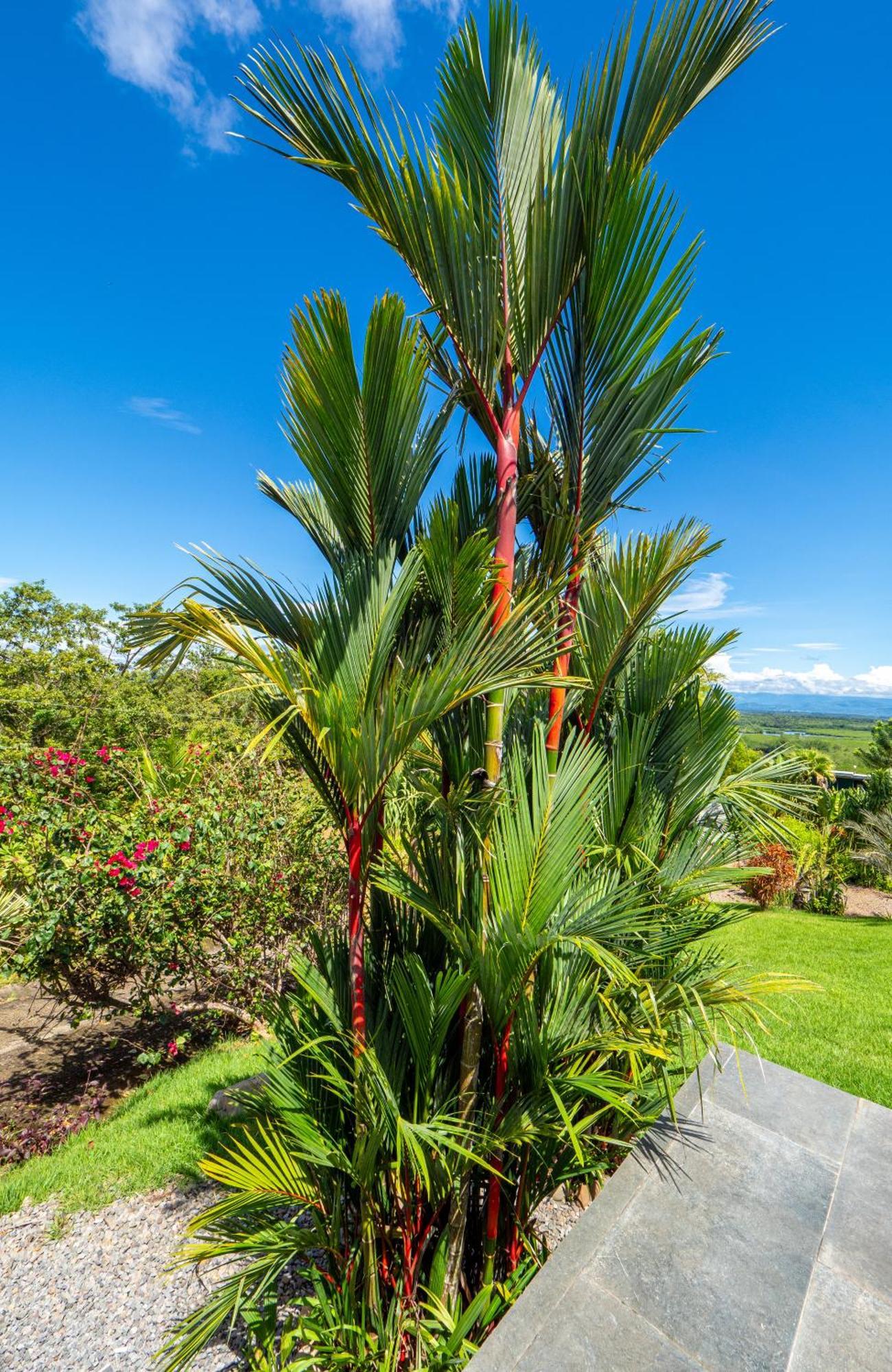 Finca Colibri Boca Chica Exterior photo
